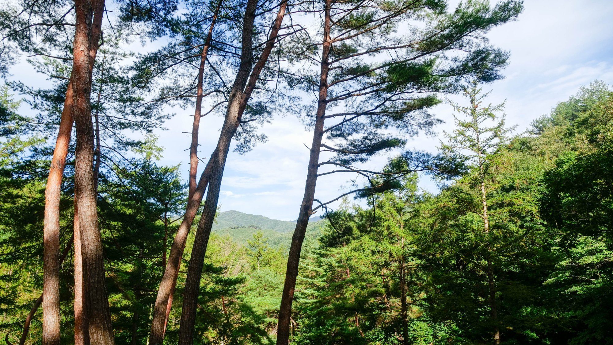 소나무 사이로 보이는 먼 산